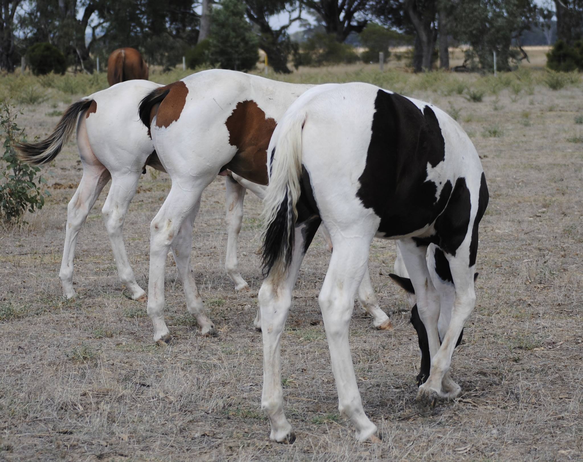 Paint Horses For Sale Near Me